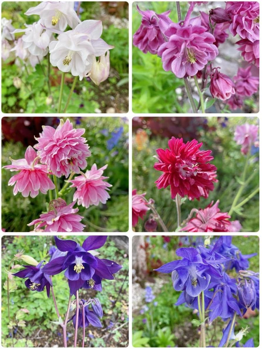 西洋オダマキ 花の苗 2本 西洋オダマキ2苗